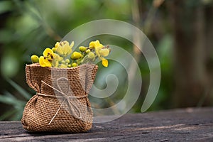 Siamese senna branch green leaves and flowers on nature background