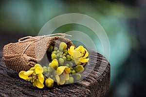 Siamese senna branch green leaves and flowers on nature background