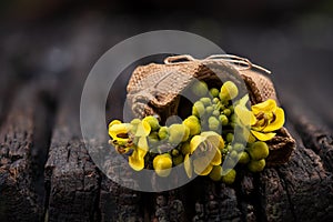 Siamese senna branch green leaves and flowers on nature background