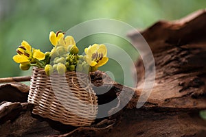 Siamese senna branch green leaves and flowers on nature background