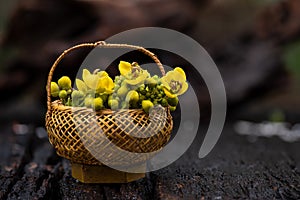 Siamese senna branch green leaves and flowers on nature background