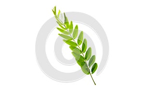 Siamese senna Leaf background in studio