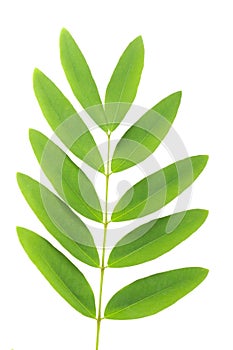 Siamese senna Leaf background in studio