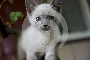 Siamese Shorthair cat is walking on the asphalt. Blue eyed little domestic kitten. Village pet. Creamy fur. Grey background