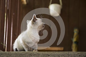 Siamese Shorthair cat is walking on the asphalt. Blue eyed little domestic kitten. Village pet. Creamy fur. Grey background