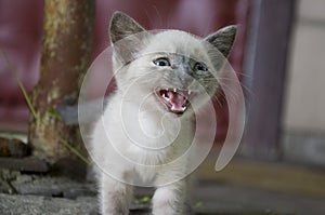 Siamese Shorthair cat is walking on the asphalt. Blue eyed little domestic kitten. Village pet. Creamy fur. Grey background