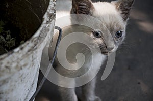 Siamese Shorthair cat is walking on the asphalt. Blue eyed little domestic kitten. Village pet. Creamy fur. Grey background