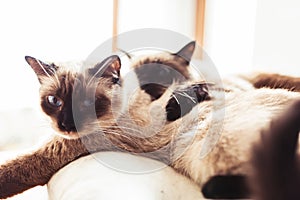 Siamese siblings cats sleeping