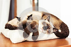 Siamese siblings cats sleeping