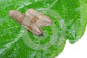 A Siamese slug