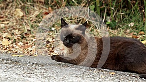 Siamese stray cat on an asphalt countryside road.