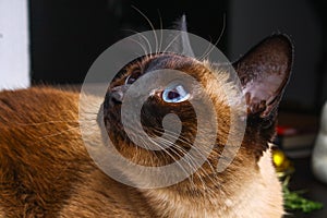 Siamese Thai cat looks carefully away. Portrait of a cat with blue eyes.