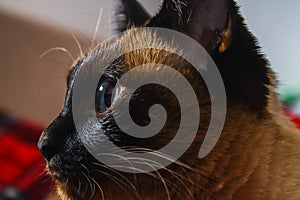 Siamese Thai cat looks carefully away. Portrait of a cat with blue eyes.