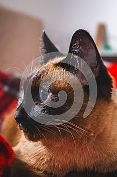 Siamese Thai cat looks carefully away. Portrait of a cat with blue eyes.