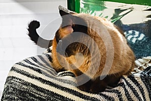 A Siamese or Thai cat looks out the window out of the house.