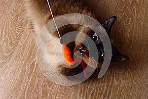 Siamese or Thai cat plays with a toy. A disabled cat bites and scratches a toy. Three paws, no limb.