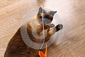 Siamese or Thai cat plays with a toy. A disabled cat bites and scratches a toy. Three paws, no limb.