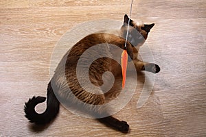 Siamese or Thai cat plays with a toy. A disabled cat bites and scratches a toy. Three paws, no limb.