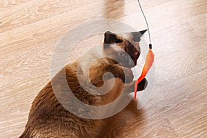 Siamese or Thai cat plays with a toy. A disabled cat bites and scratches a toy. Three paws, no limb.