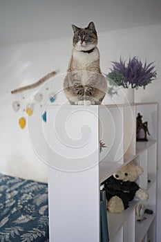 Siamese Thai cat sits on a white shelf divides the room into two parts, separating the work area from the bed