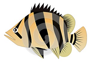 Siames tiger fish