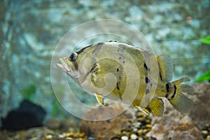 Siamese tiger fish swimming underwater fish tank at aquarium - Fish tiger