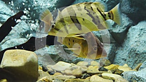 Siamese tigerfish datnioides pulcher in water