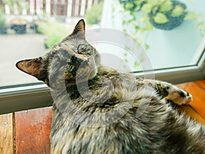 Siamese tri color cat lay on wood table