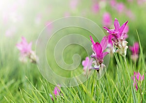 Siamese Tulip fields, Curcuma alismatifolia flower.