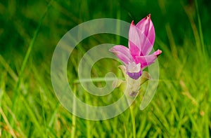 SIAMESE TULIPS BLOOM IN CHAIYAPHUM