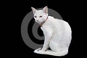 Siamese white cat on black background.