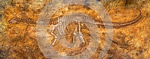 Siamosaurus suteethorni . Fossil of dinosaur at Phu Wiang national park . Khon Kaen . Thailand photo