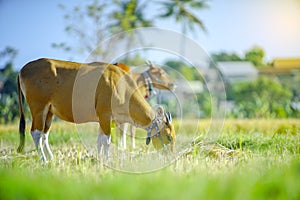 Sian cow in the rice field