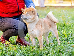 A siba-inu dog near its owner in an autumn park during a walk