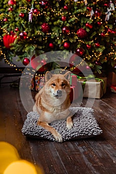 Siba inu red dog in New Year and Christmas time