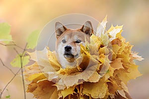 Siba runs in a wreath of leaves