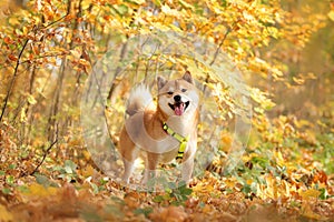 Siba in the yellow bushes