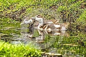 Sibbling geese in a polder ditch