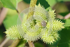 Siberia Cocklebur photo