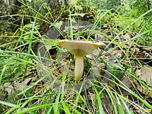 Siberia. Forest. Mushroom. Grass. Bushes. Leaves