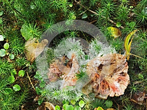 Siberia. Forest. Mushroom. Grass. Bushes. Leaves