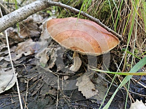 Siberia. Forest. Mushroom. Grass. Bushes. Leaves