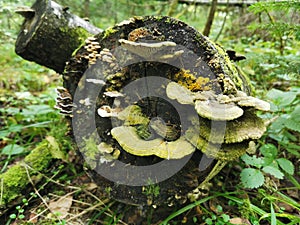 Siberia. Forest. Mushroom. Grass. Bushes. Leaves