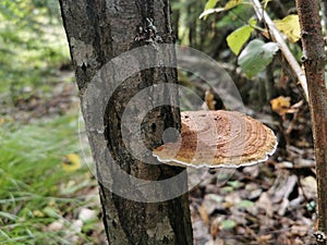 Siberia. Forest. Mushroom. Grass. Bushes. Leaves