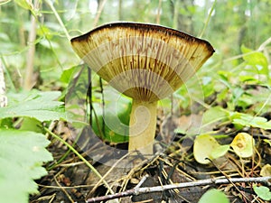 Siberia. Forest. Mushroom. Grass. Bushes. Leaves