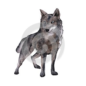 Siberia. The forest wolf. isolated on white background.