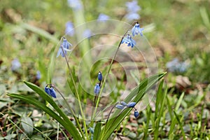 Siberia squill