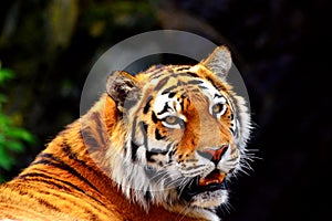 Siberia tiger