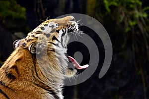 Siberia tiger yawn