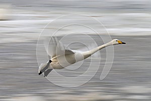 Siberia white duck flying on the ice